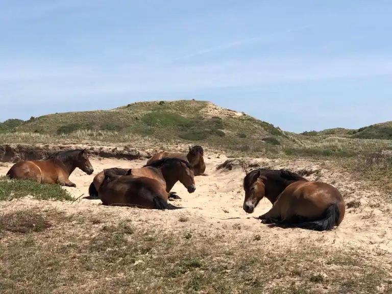 Вілла De Bosrand Grenzend Aan Het Bos Кастрикюм Екстер'єр фото